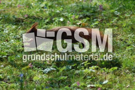 Eichhörnchen-Flucht 06.JPG